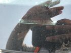 2025 Toyota Sienna Limited Green vin: 5TDESKFCXSS169326