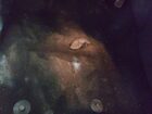 2018 Ford Ecosport Titanium Черный vin: MAJ3P1VE3JC210813 Damage: Left Front Carpet, Torn, 2 to 3 inches