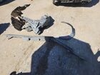 2024 Subaru Wrx Silver vin: JF1VBAB63R9820093 2024 Subaru Wrx Silver vin: JF1VBAB63R9820093