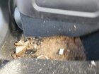 2021 Chrysler 300 S White vin: 2C3CCABG5MH554418 Damage: Left Rear Carpet, Stained, Permanent