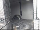 2016 Ram Promaster 1500 Low Roof Серый vin: 3C6TRVNG5GE101761