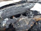 2016 Ford Focus Titanium Белый vin: 1FADP3N26GL250026