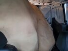 2023 Ford Transit Connect Xl White vin: NM0LS7S26P1565126