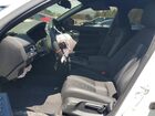 2026 Honda Civic Sport White vin: 2HGFE4F84TH006630